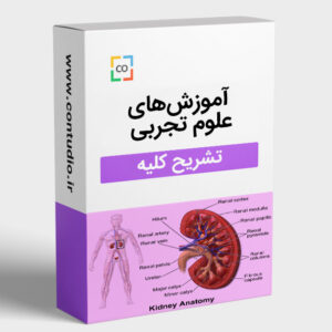تشریح کلیه
